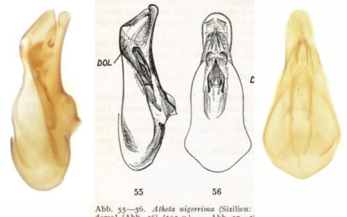 Acrotona nigerrima